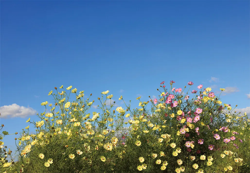 Mẫu vật liệu HZ-7030L