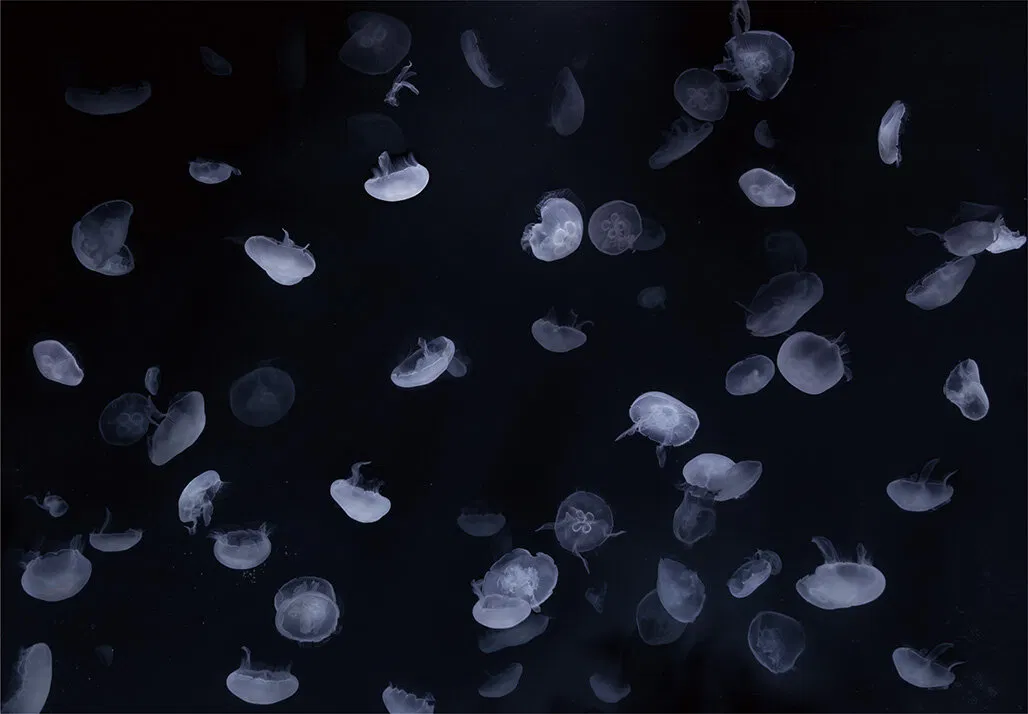 Mẫu vật liệu HZ-7041M