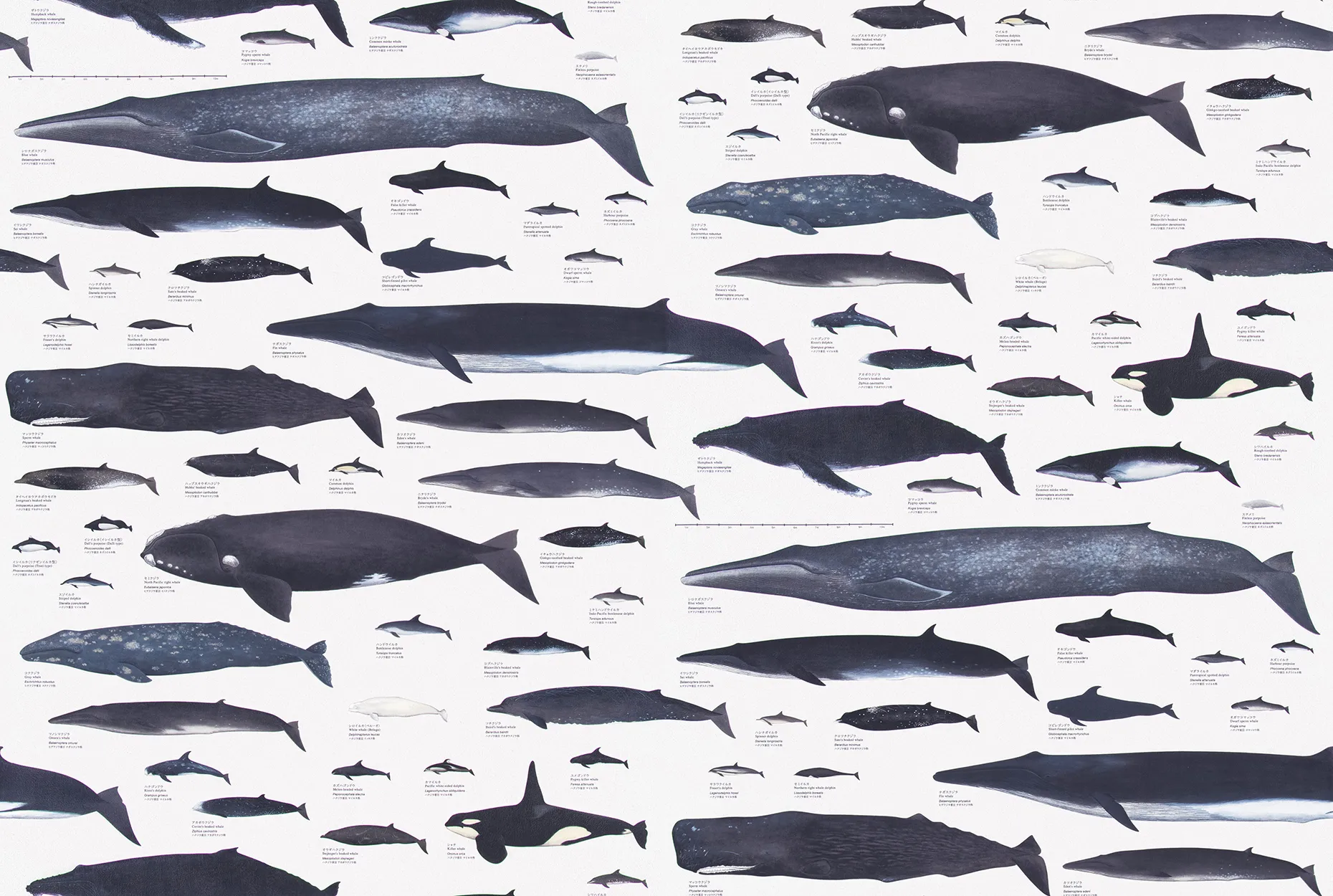 Giấy Dán Tường RE55946 – Whales and dolphins (2024-2027 Reserve) (họa tiết lặp)