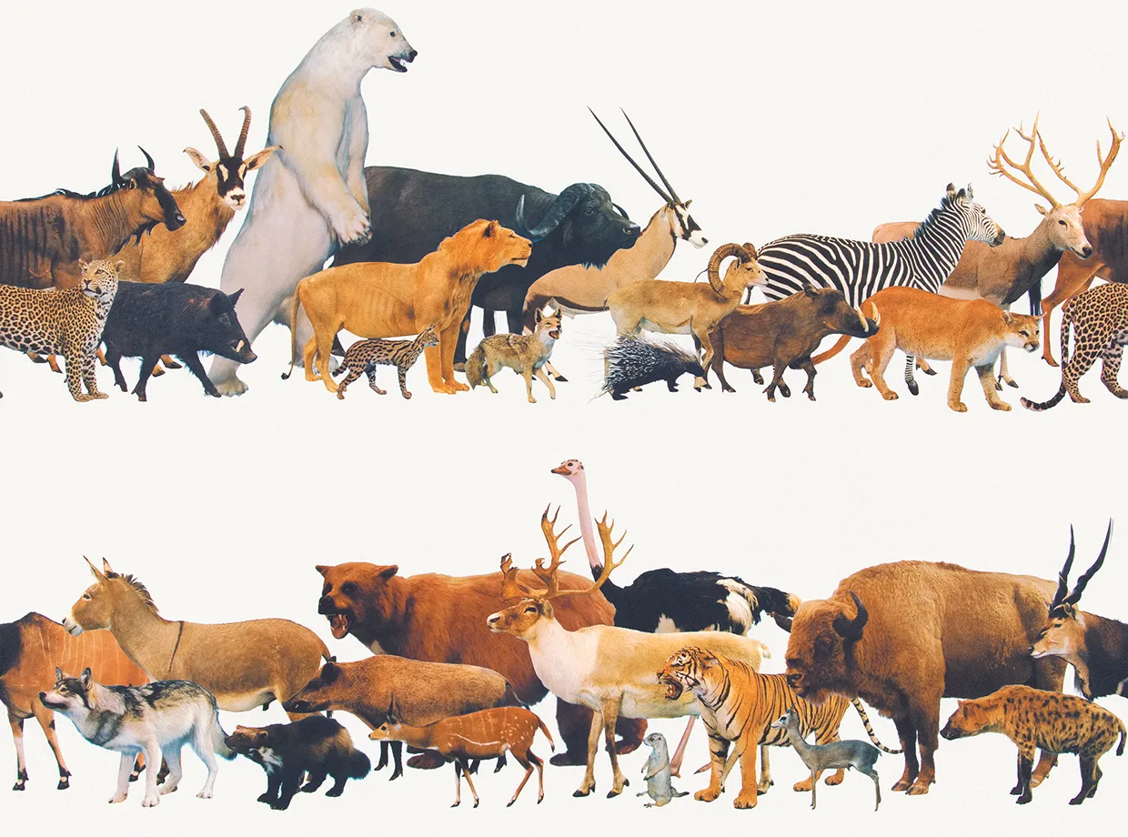 Giấy Dán Tường RE55947 – Beasts (2024-2027 Reserve) (họa tiết lặp)